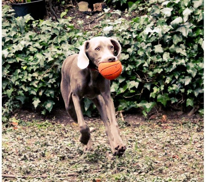 Lanco Pets - Hračka pro psy - Basketbalový míč